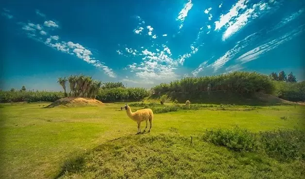 The Best 5 Zoos in Egypt