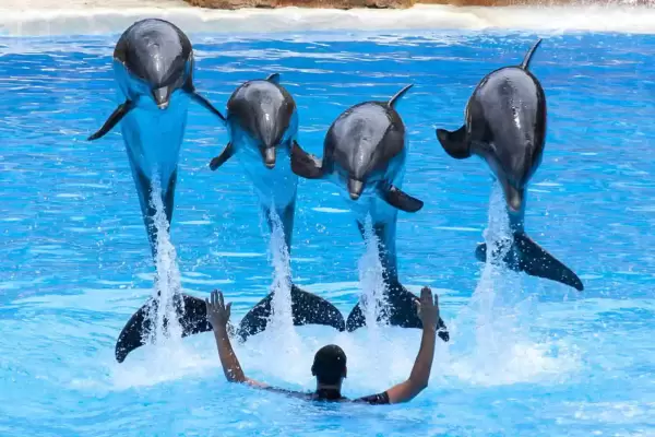 Hurghada Dolphin Show