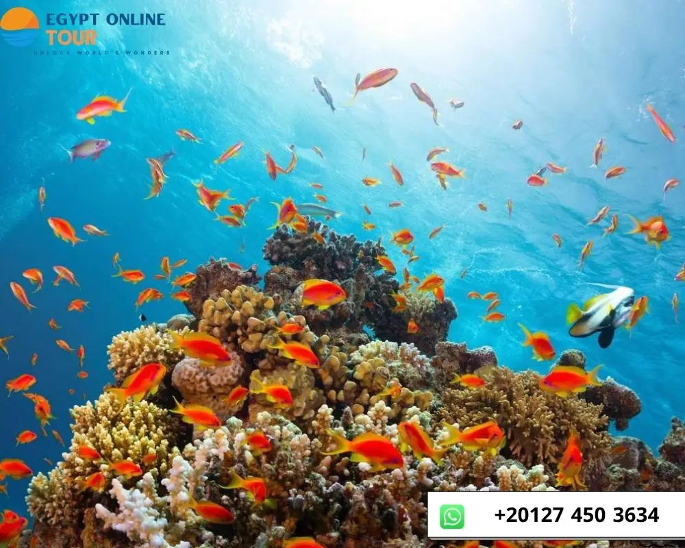 Ras Mohamed Tour from Sharm El Sheikh Port
