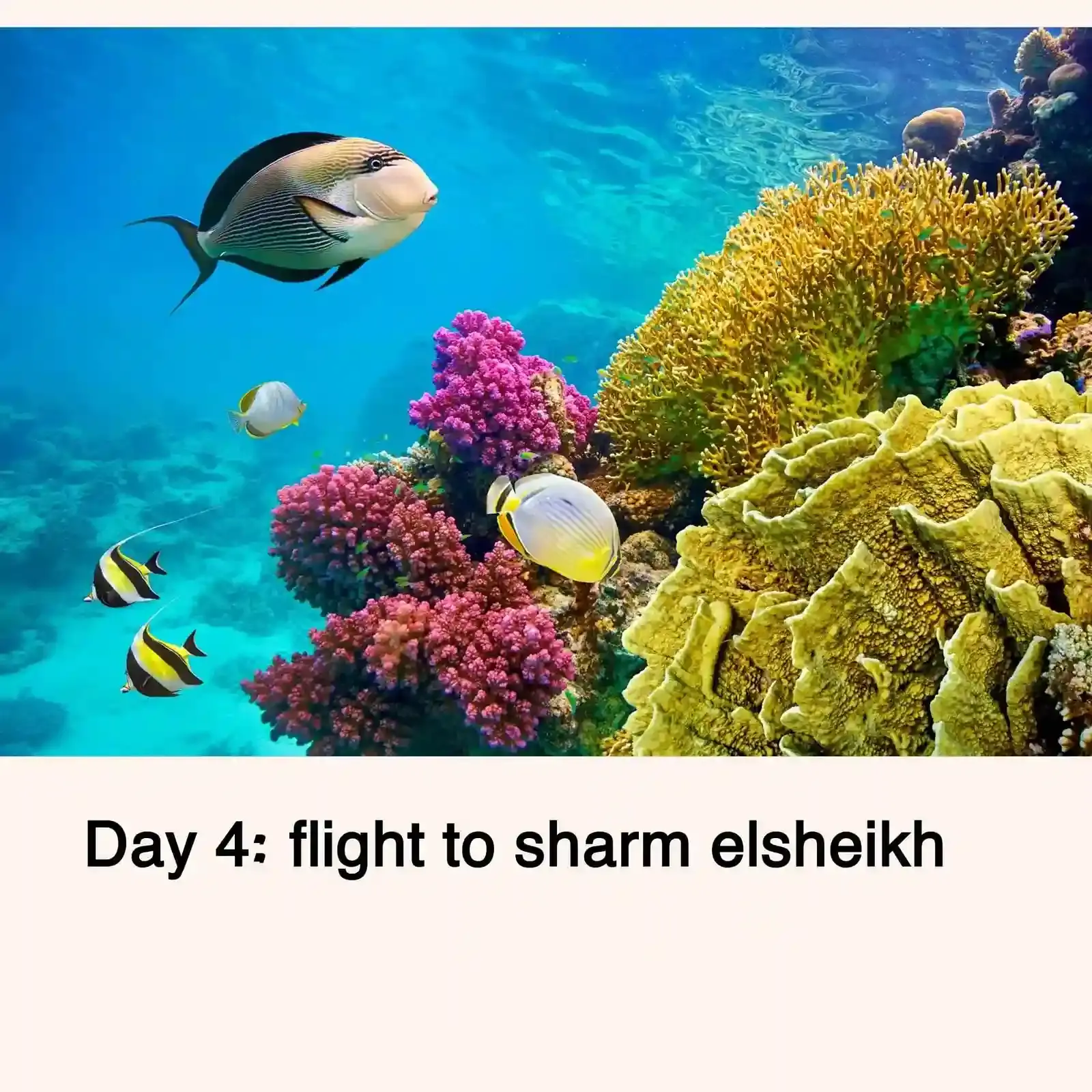 Cairo and Sharm El Sheikh Vacation Package