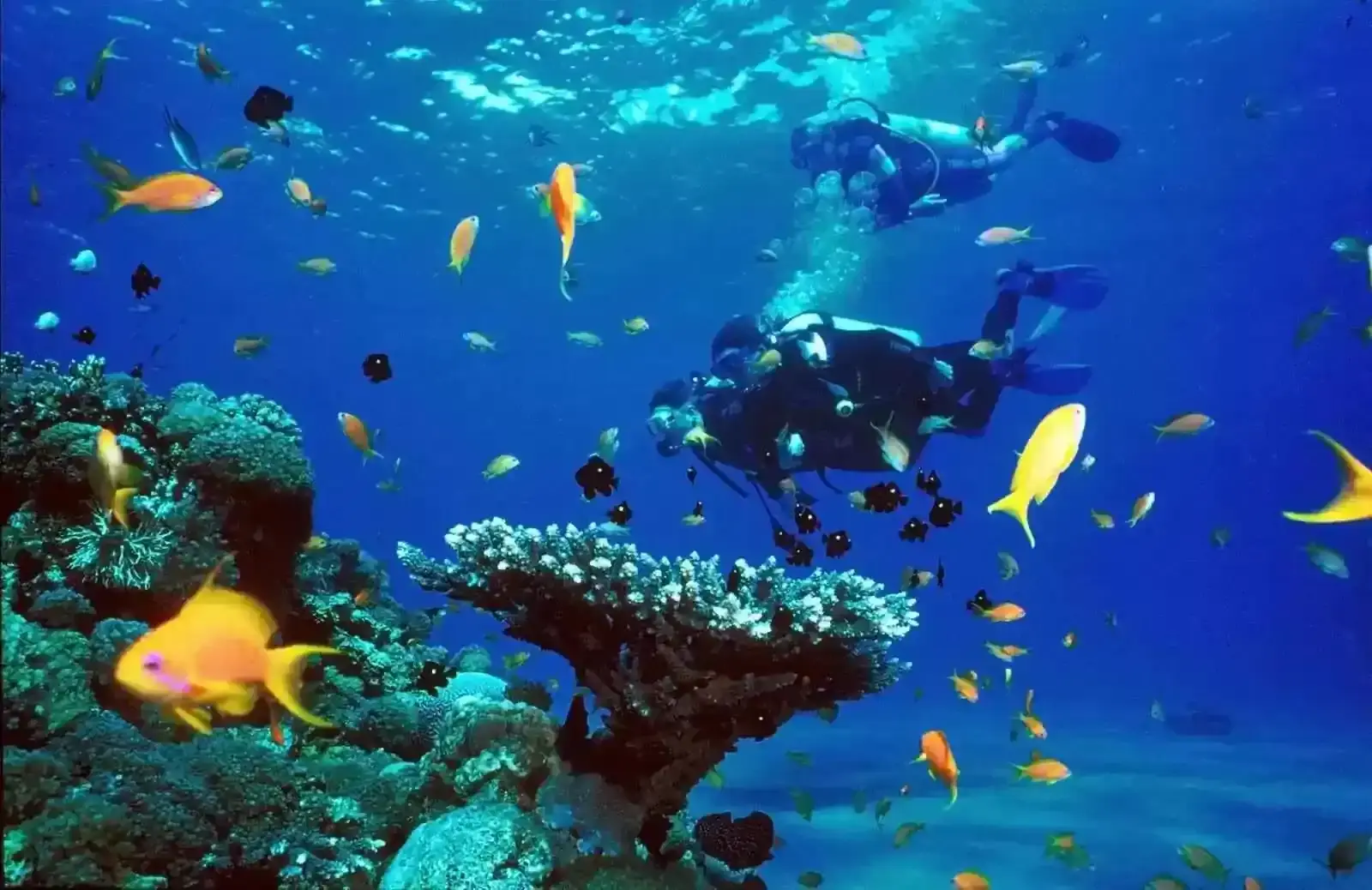 Ras Mohamed Boat Trip & White Island