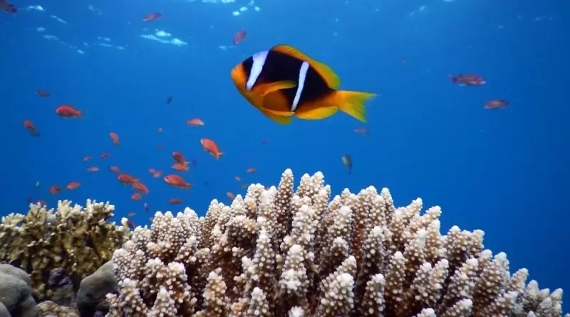 Snorkeling Excursion From Safaga Port - Photo 1