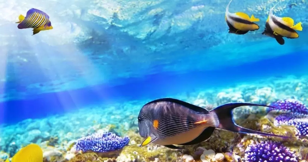 Snorkeling Excursion From Safaga Port - Photo 2
