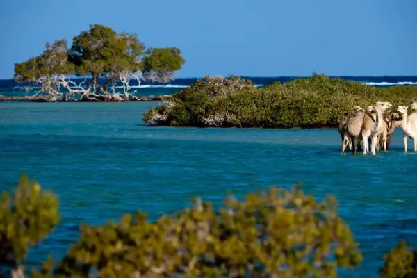 Wadi el Gemal National Park